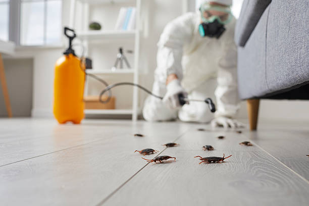 Trusted Rodent Control service in Spring Lake, NJ - Nex Pest Control